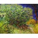 Lilac Bush by Vincent Van Gogh