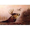 Deer in Marsh by A.F. Tait – Hand-Painted Reproduction