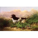 Setter and Woodcock By Arthur Fitzwilliam Tait - Art gallery oil...