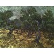 The Olive Grove by Vincent Van Gogh - Art gallery oil painting reproductions