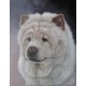 Dog Oil Painting 22 - Art Gallery Oil Painting Reproductions