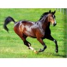 Horses Oil Painting 14 - Art gallery Oil Painting Reproductions