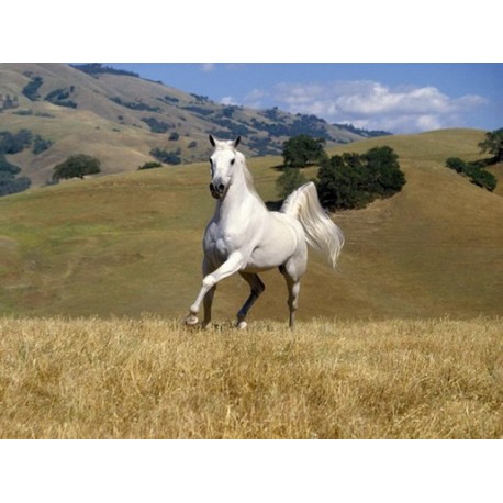 Horses Oil Painting 17 - Art gallery Oil Painting Reproductions