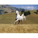 Horses Oil Painting 17 - Art gallery Oil Painting Reproductions
