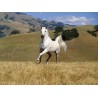 Horses Oil Painting 17 - Art gallery Oil Painting Reproductions