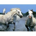 Horses Oil Painting 19 - Art gallery Oil Painting Reproductions