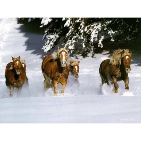 Horses Oil Painting 24 - Art gallery Oil Painting Reproductions