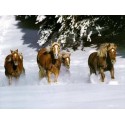 Horses Oil Painting 24 - Art gallery Oil Painting Reproductions