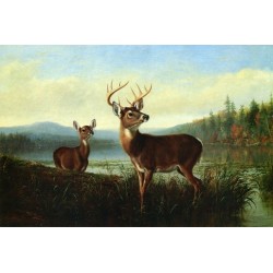Wild Life Oil Painting 17 - Art Gallery Oil Painting Reproductions