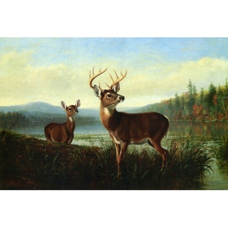 Wild Life Oil Painting 17 - Art Gallery  Oil Painting Reproductions
