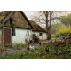 Bromolle Farm with Chickens - Art gallery oil painting