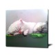Cute Cat - Hand-Painted Animal Wall Art Modern Oil Painting