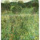 Flowering Field by Gustav Klimt- Art gallery oil painting reproductions