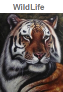 wildlife oil paintings for sale